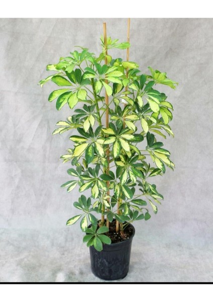 Videolu Alacalı Şeflera (50 80 Cm)1 Adet Saksılı Ev Ofis Bitkisi Schefflera