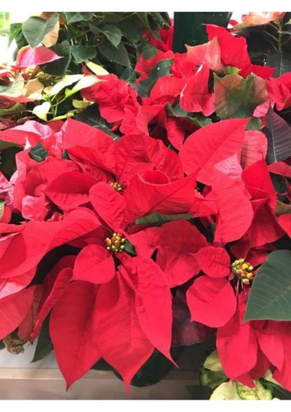 Videolu 1 Adet Atatürk Çiçeği Salon Hediyelik 35-55 cm Saksılı Iç Mekan Bitkileri Poinsettia