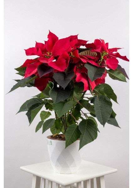 Videolu 1 Adet Atatürk Çiçeği Salon Hediyelik 35-55 cm Saksılı Iç Mekan Bitkileri Poinsettia fiyatları