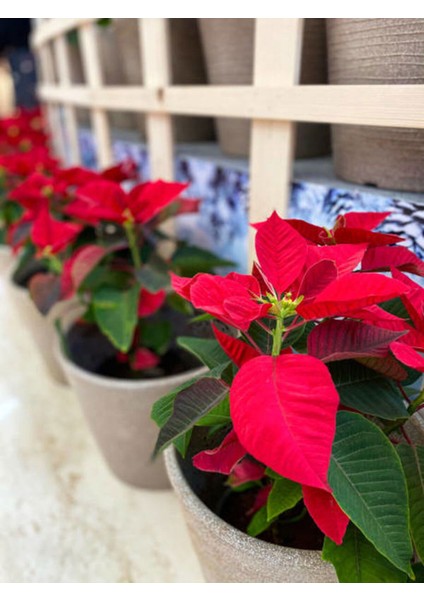 Videolu 1 Adet Atatürk Çiçeği Salon Hediyelik 35-55 cm Saksılı Iç Mekan Bitkileri Poinsettia modelleri