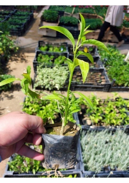 Videolu Melisa Parfüm Çiçeği (7 15 Cm)1 Adet Tüplü Melisa Çiçeği Fidesi Cestrum Nocturnum modelleri