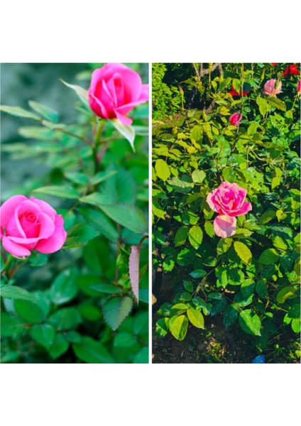 Videolu 1 Adet Canlı Pembe Bodur Gül Fidanı 20-40 cm Tüplü Çiçekli Bodur Bitkiler Pink Rose