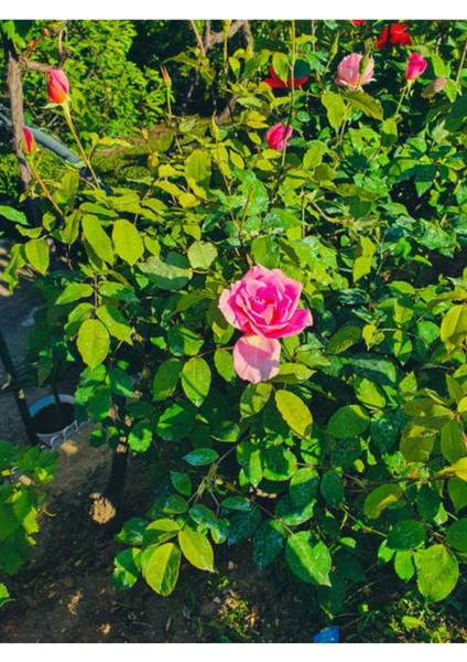 Videolu 1 Adet Canlı Pembe Bodur Gül Fidanı 20-40 cm Tüplü Çiçekli Bodur Bitkiler Pink Rose fiyatları