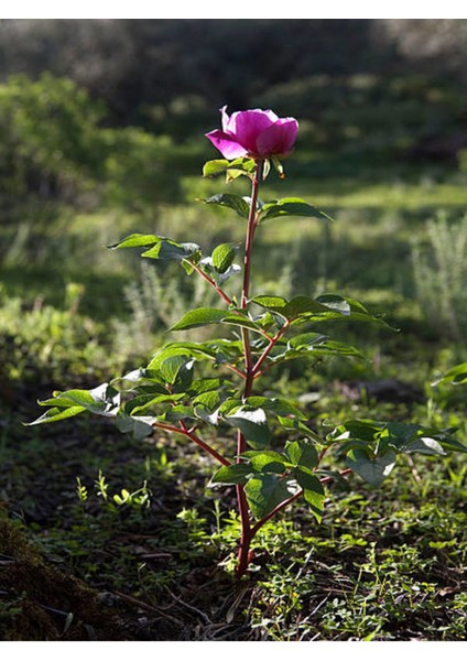 Videolu 1 Adet Canlı Pembe Bodur Gül Fidanı 20-40 cm Tüplü Çiçekli Bodur Bitkiler Pink Rose modelleri