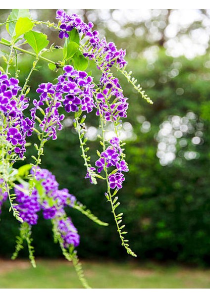 Videolu Özel Çeşit Ağaç Menekşesi Fidanı (50-60 Cm)1 Adet Tüplü /saksılı Duranta Erecta