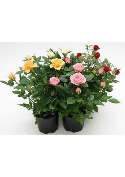 Saksılı Minyatür Gül Fidanı Paketi (5 Adet)