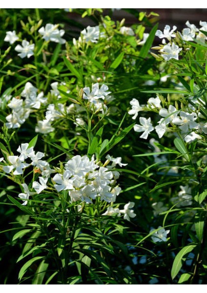 Videolu Zakkum Çiçegi Fidanı B Eyaz Çiçekli (70 100 Cm) 1 Adet Dış Mekan Bitkisi Nerium Oleander