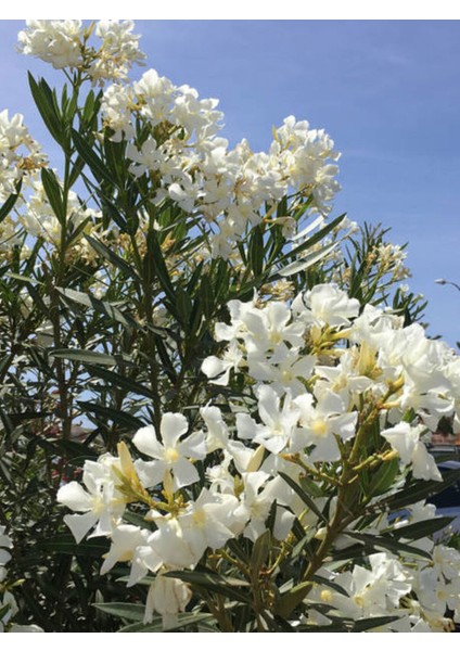 Videolu Zakkum Çiçegi Fidanı B Eyaz Çiçekli (70 100 Cm) 1 Adet Dış Mekan Bitkisi Nerium Oleander modelleri