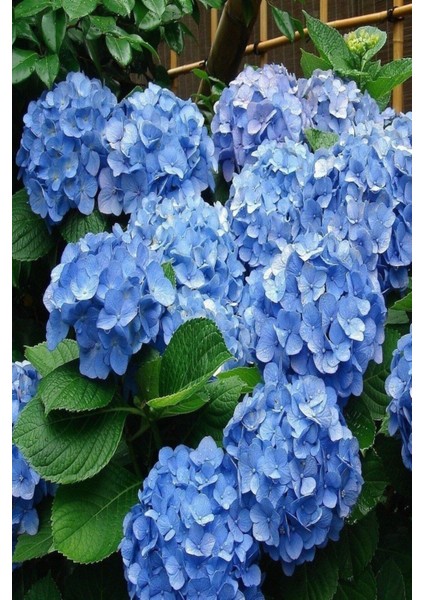 Videolu 1 Adet Ithal Mavi Çiçekli Ortanca Çiçeği 30-50 cm Saksılı Çiçekli Bodur Bitkiler (Hydrangea)