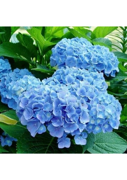 Videolu 1 Adet Ithal Mavi Çiçekli Ortanca Çiçeği 40-70 cm Saksılı Çiçekli Bodur Bitkiler (Hydrangea)