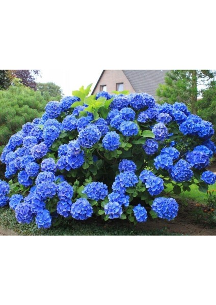 Videolu 1 Adet Ithal Mavi Çiçekli Ortanca Çiçeği 40-70 cm Saksılı Çiçekli Bodur Bitkiler (Hydrangea) fiyatları