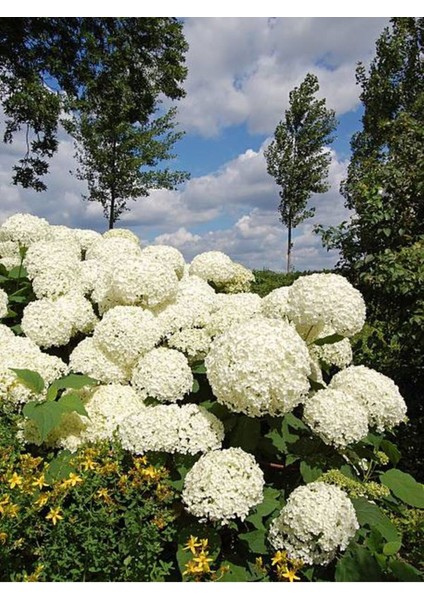 Videolu 1 Adet Bembeyaz Ortanca Çiçeği Fidanı 35-60 cm Saksılı Çiçekli Bodur Bitkiler Hydrangea