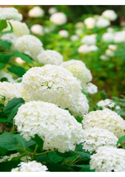 Videolu 1 Adet Bembeyaz Ortanca Çiçeği Fidanı 35-60 cm Saksılı Çiçekli Bodur Bitkiler Hydrangea fiyatları
