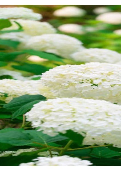 Videolu 1 Adet Bembeyaz Ortanca Çiçeği Fidanı 35-60 cm Saksılı Çiçekli Bodur Bitkiler Hydrangea modelleri