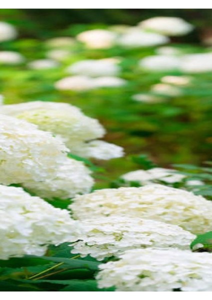 Videolu 1 Adet Bembeyaz Ortanca Çiçeği Fidanı 35-60 cm Saksılı Çiçekli Bodur Bitkiler Hydrangea fırsatları