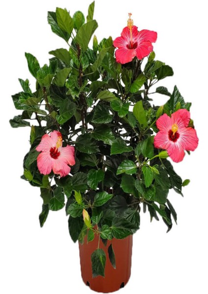 Sevgililer Gününe Özel Pembe Japon Gülü(Hibiscus Rosa) Helen Saksı Hediyeli fiyatları