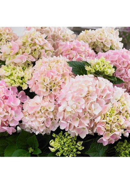 Videolu 1 Adet Açık Pembe Ortanca Çiçeği Fidanı 35-50 cm Saksılı Çiçekli Bodur Bitkiler Hydrangea