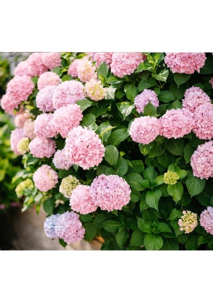 Videolu 1 Adet Açık Pembe Ortanca Çiçeği Fidanı 35-50 cm Saksılı Çiçekli Bodur Bitkiler Hydrangea fiyatları