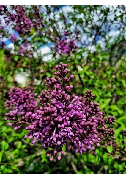 Videolu Mor Renkli Leylak Ağacı Fidanı (30 70 Cm)1 Adet Saksılı Dış Mekan Bitkisi Syringa Vulgaris modelleri