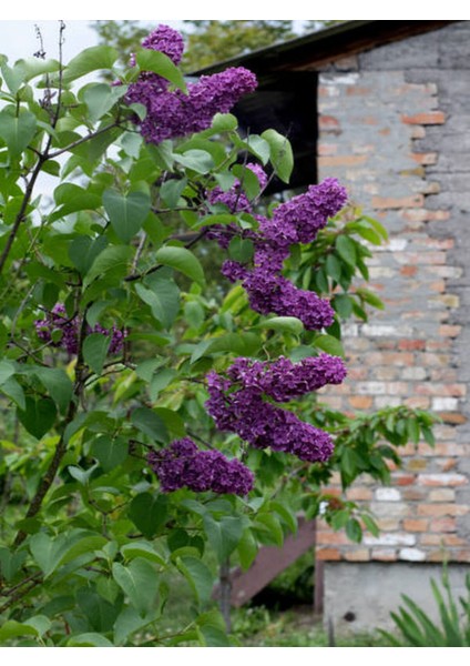 Videolu Mor Çiçekli Kokulu Leylak Fidanı (50 80 Cm)1 Adet Saksılı Dış Mekan Bitkisi Syringa