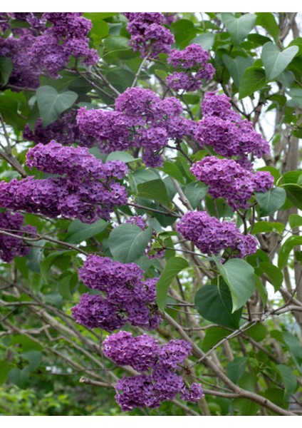 Videolu Mor Çiçekli Kokulu Leylak Fidanı (50 80 Cm)1 Adet Saksılı Dış Mekan Bitkisi Syringa fiyatları