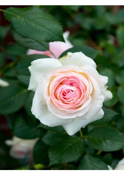 Videolu Kokulu Pembe Gül Yediveren 1 Adet Saksılı (50-70CM) Aşılı Gül (Pink Rose)