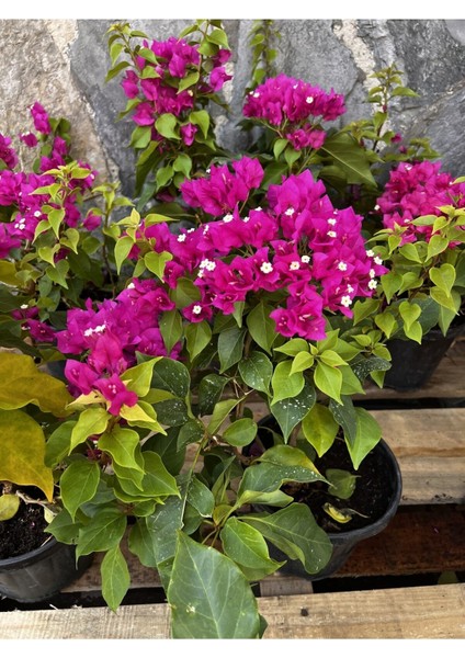 Begonvil Fidanı 40-60 cm - Fuşya Bougainvillea modelleri