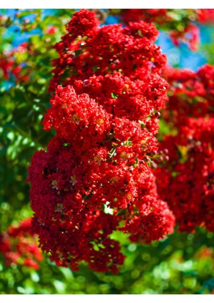 Videolu Kırmızı Çiçekli Oya Ağacı (30 60 Cm)1 Adet Saksılı Dış Mekan Bitkisi Lagerstroemia Indica
