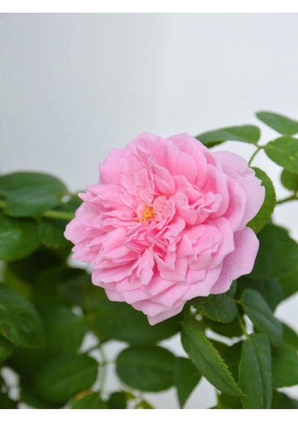Videolu Pembe Ponpon Sarmaşık Gül Fidanı 1 Adet (80-120CM) Dış Mekan (Climbing Pink Ruffled Rose) fiyatları