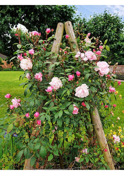 Videolu Pembe Ponpon Sarmaşık Gül Fidanı 1 Adet (80-120CM) Dış Mekan (Climbing Pink Ruffled Rose) fırsatları