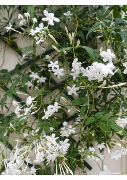 Videolu Mis Kokulu Arap Yasemini (40 50 Cm)4 Adet Tüplü Rhyncospermum Jasminoides fırsatları