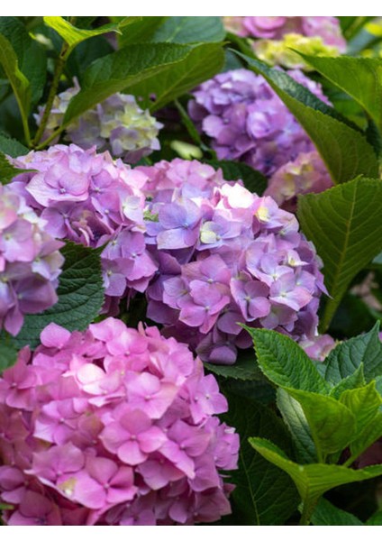 Videolu Eflatun Ortanca Çiçeği (30-50CM)1 Adet Saksılı /tüplü Çiçekli Bodur Bitki Rhododendron fiyatları