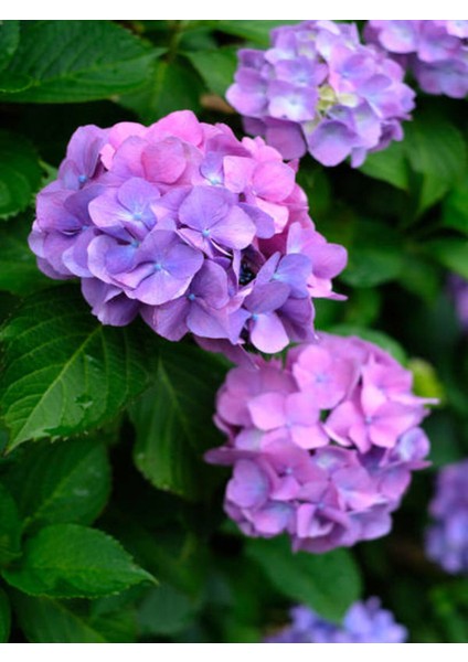 Videolu Eflatun Ortanca Çiçeği (30-50CM)1 Adet Saksılı /tüplü Çiçekli Bodur Bitki Rhododendron modelleri