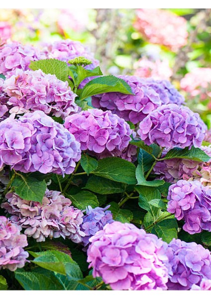 Videolu Eflatun Ortanca Çiçeği (30-50CM)1 Adet Saksılı /tüplü Çiçekli Bodur Bitki Rhododendron fırsatları