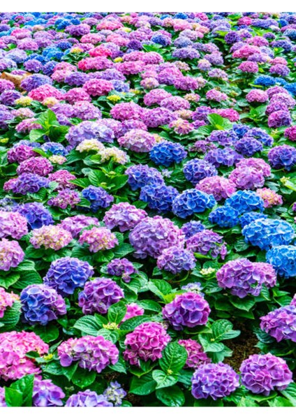 Videolu Eflatun Ortanca Çiçeği (30-50CM)1 Adet Saksılı /tüplü Çiçekli Bodur Bitki Rhododendron indirimleri