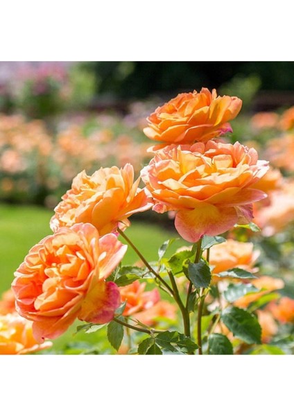 Videolu Ponpon Yediveren Turuncu (60 80 Cm) Saksılı 2 Adet Aşılı Gül Fidanı Orange Rose fiyatları