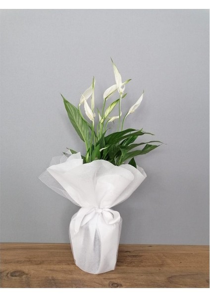 Barış Çiçeği Spatifilyum Ithal Hediyelik + Hediye Kart Notu