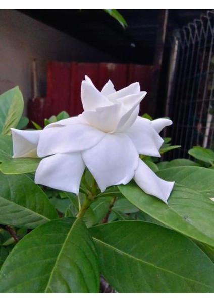 Videolu 1 Adet Salon Hediyesi Mis Kokulu Gardenya Çiçeği 20-40 cm Saksılı Iç Mekan Gardenia