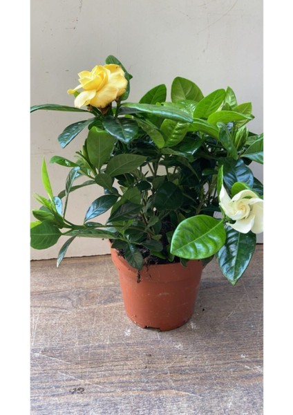 Videolu 1 Adet Salon Hediyesi Mis Kokulu Gardenya Çiçeği 20-40 cm Saksılı Iç Mekan Gardenia modelleri