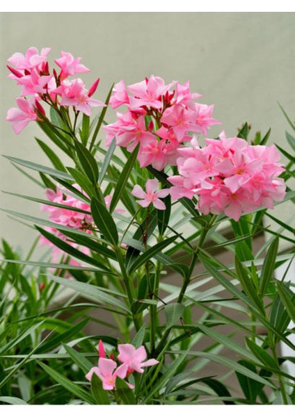 Videolu Zakkum Fidanı (80 100 Cm) 4 Adet Tüplü Pembe Çiçekli Zakkum Fidesi Nerium Oleander fiyatları