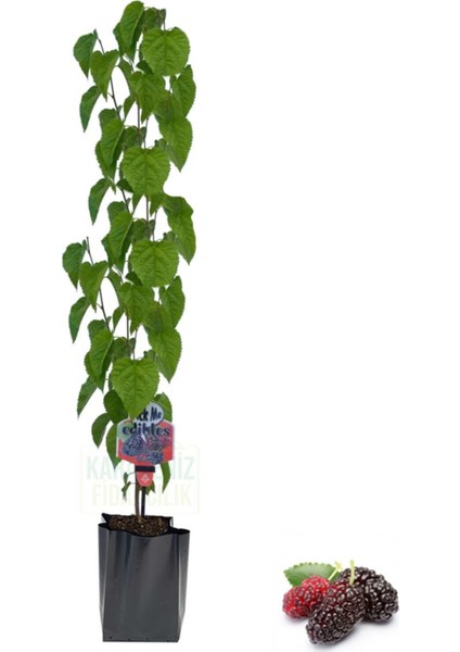 Yediveren Dut Tüplü Fidan