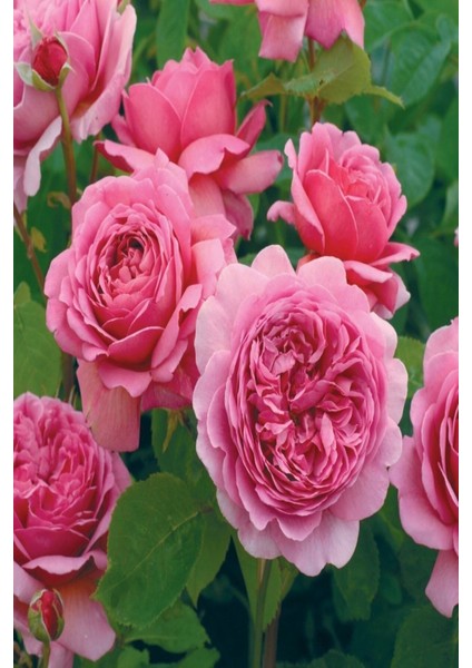 Tüplü Aşılı Pink Antike Star Yediveren Gül Fidanı