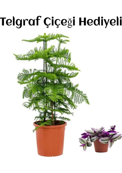 Parlak Yapraklı Salon Çamı Sevgililer Gününe Özel Telgraf Hediyeli