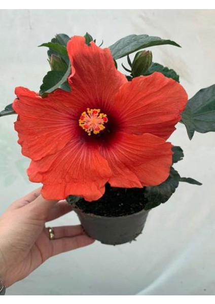 Sevgililer Gününe Özel Hediyelik Kırmızı Japon Gülü Çiçeği Helen Saksı Hediyeli fiyatları