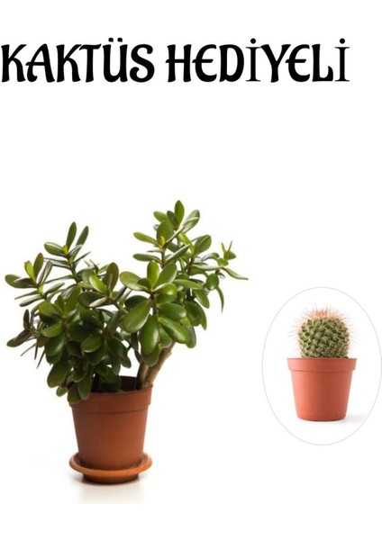 Hediyelik Parlak Yapraklı Şans Para Ağacı Bitkisi Fidanı Kaktüs Hediyeli