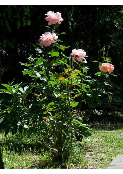Videolu Yediveren Pembe Renkli (25 40 Cm) 6 Adet Tüplü /saksılı Aşılı Gül Pink Rose fiyatları
