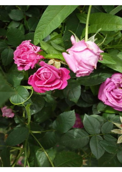 Videolu Yediveren Pembe Renkli (25 40 Cm) 6 Adet Tüplü /saksılı Aşılı Gül Pink Rose modelleri