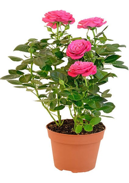 Videolu Gül Yoğun Kokulu Pembe Renkli (40 50 Cm)1 Adet Saksılı Aşılı Gül Pink Rose