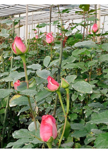 Videolu Gül Yoğun Kokulu Pembe Renkli (40 50 Cm)1 Adet Saksılı Aşılı Gül Pink Rose modelleri