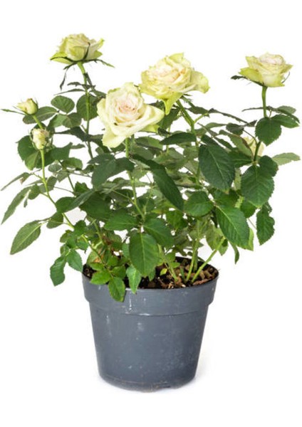 Videolu Yediveren Yoğun Kokulu Krem Beyaz Renkli (50 90 Cm) 1 Adet Tüplü Aşılı Gül White Rose